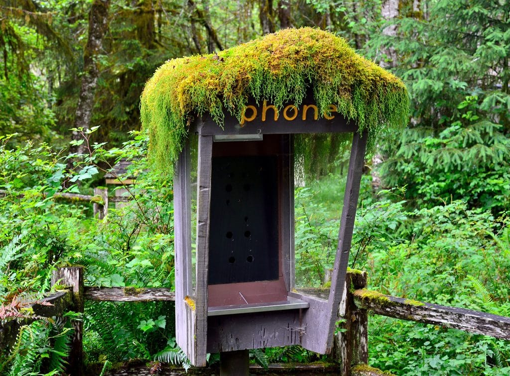 An old phone booth covered by thick green moss at the Hol Rain Forest Visitor Center. Olympic National Park, Washington, USA.
