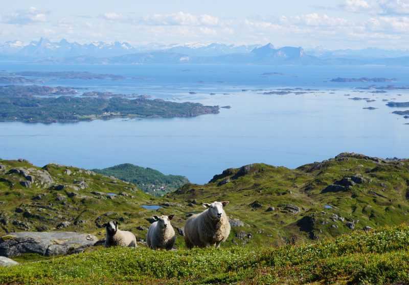 agnelli in norvegia