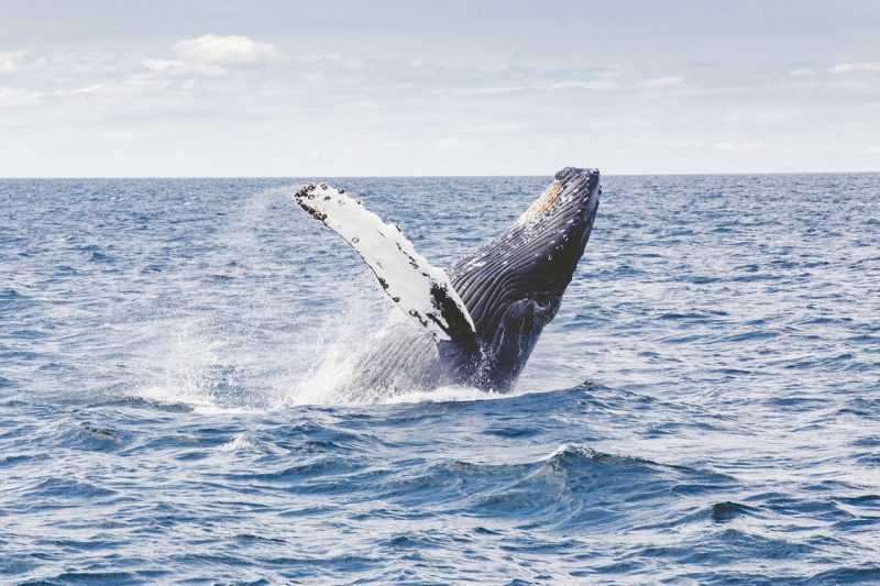 humpback-whale